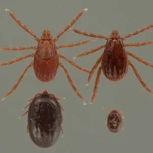 thumbnail for publication: Brown Dog Tick, Rhipicephalus sanguineus Latreille (Arachnida: Acari: Ixodidae)